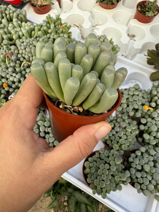 Fenestraria rhopalophylla ‘Baby Toes’