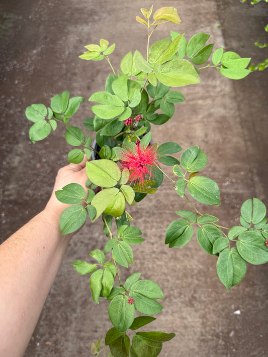 Calliandra