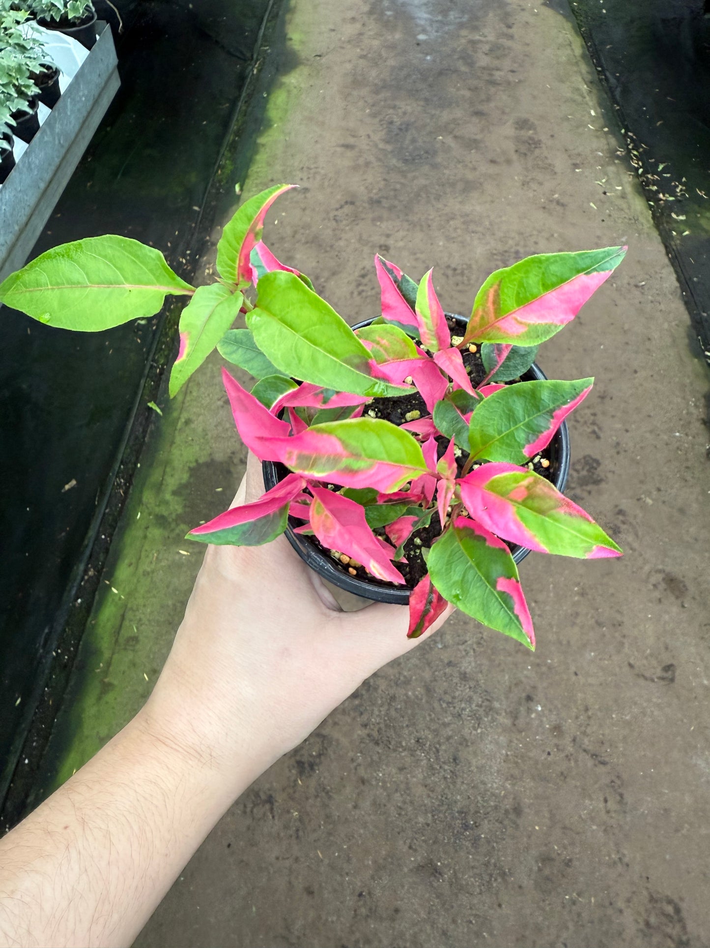 Alternanthera 'Party Time'