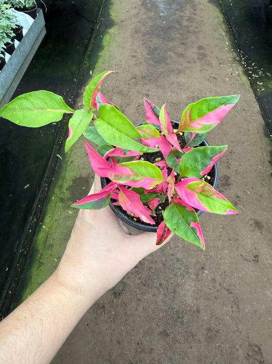 Alternanthera ‘Party Time’