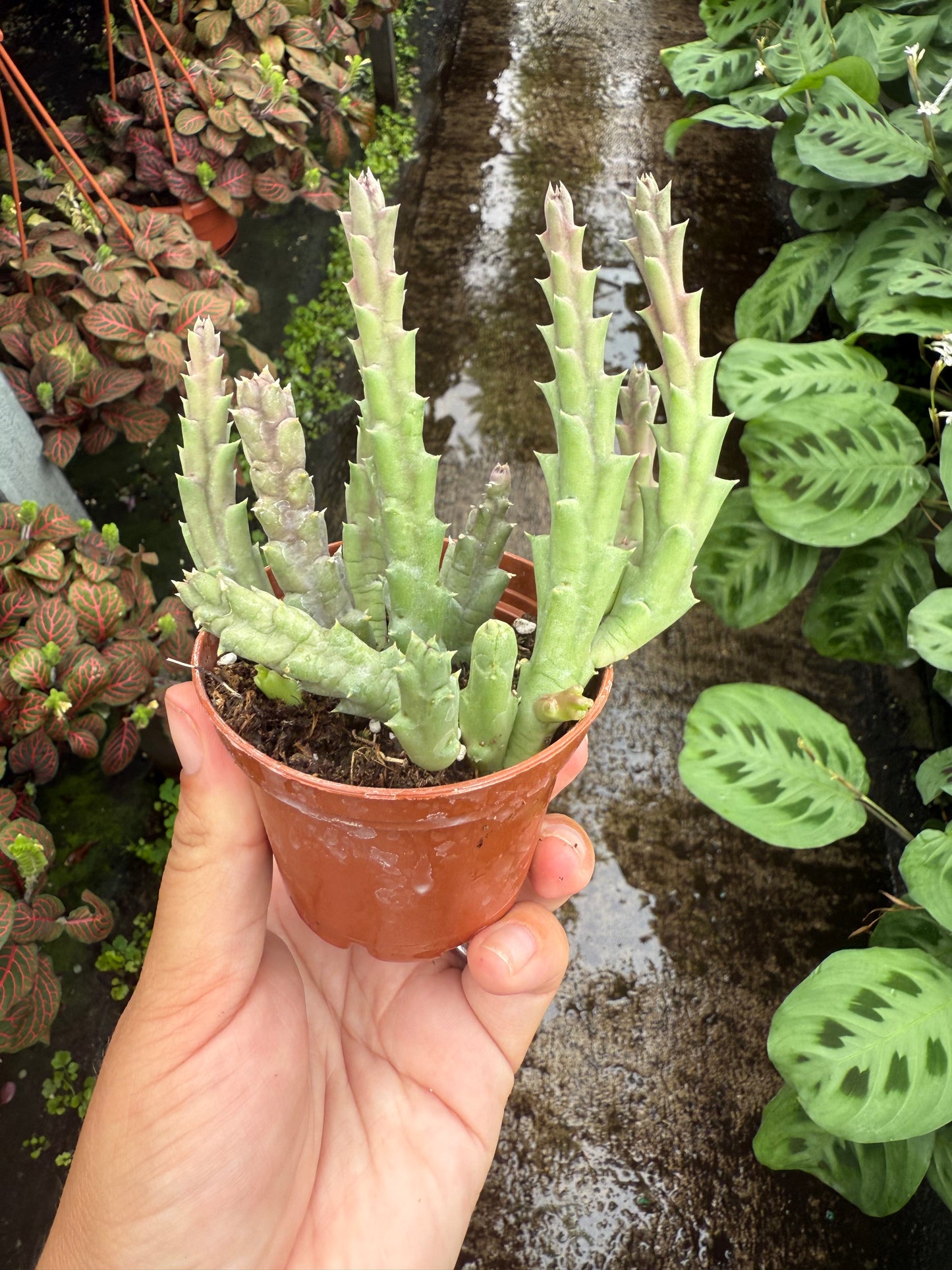 Stapelia « Étoile de mer »