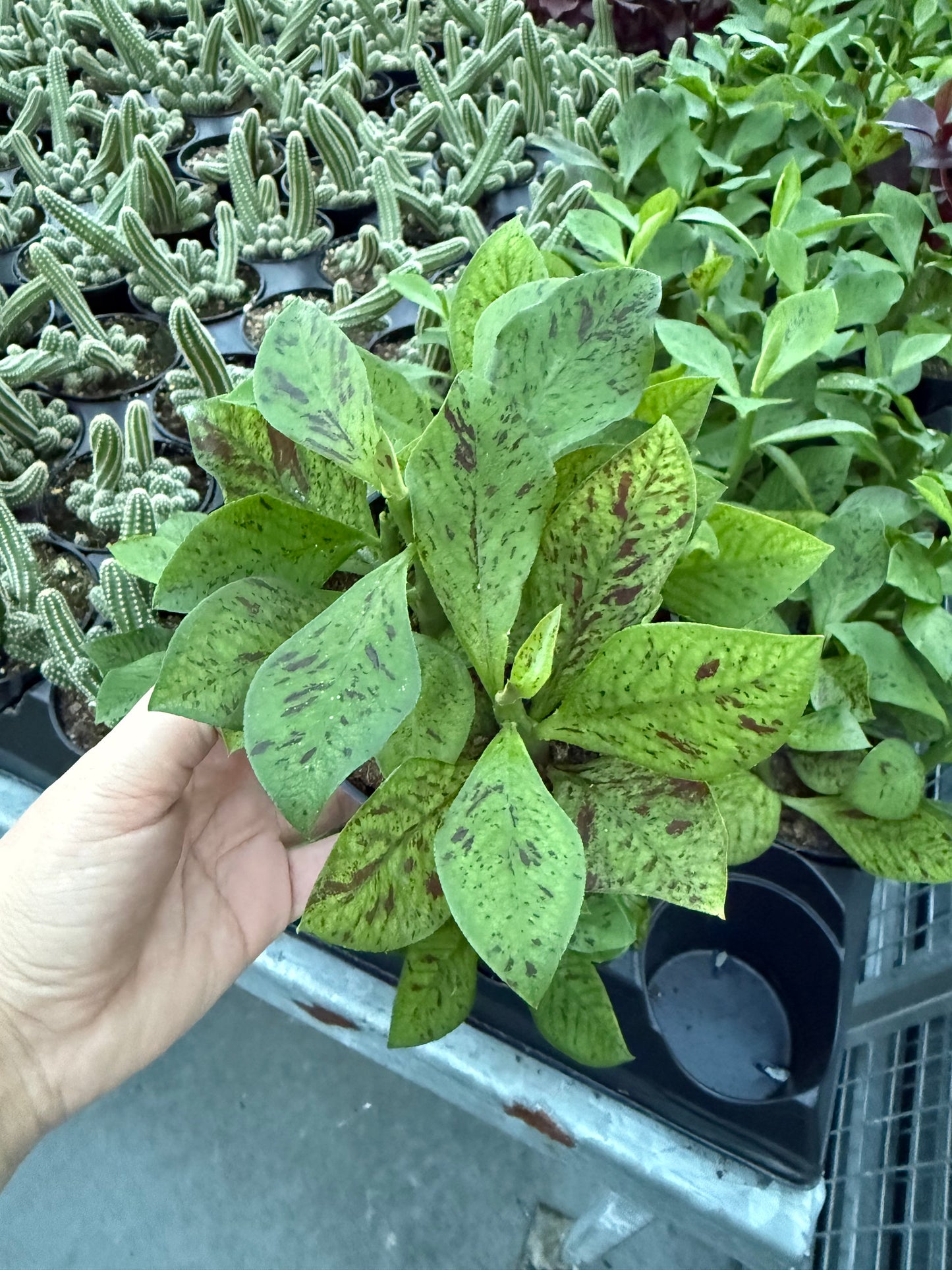 Euphorbia Synadenium Vert