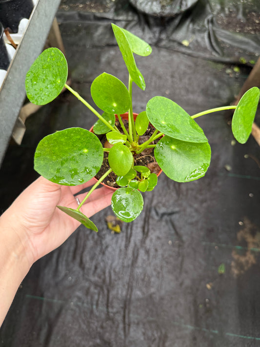 Pilea Peperomioides