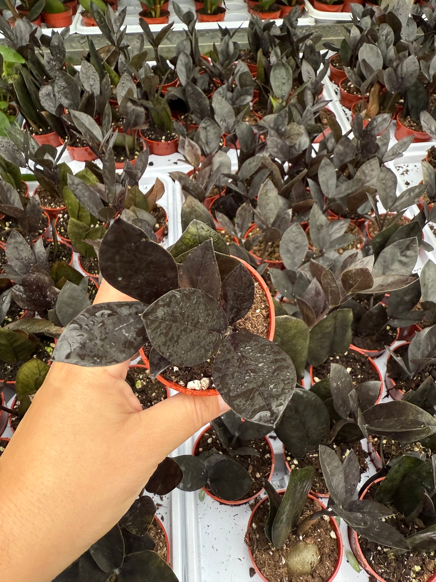 Zamioculcas Zamiifolia ‘Obscura’ (Black ZZ / ZZ Noir)