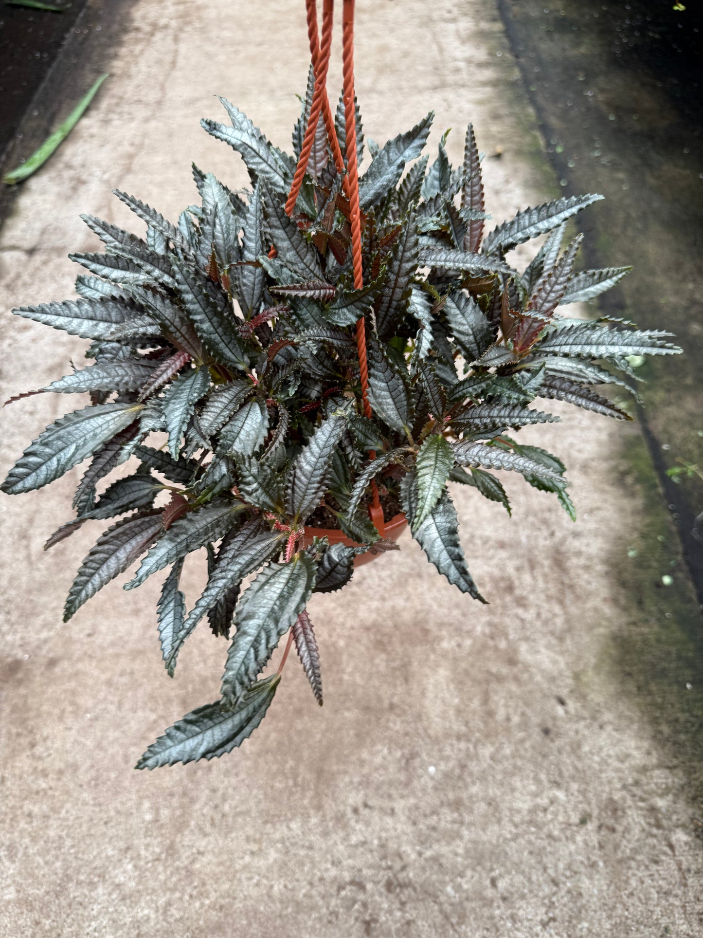 Pilea ‘Dark Mystery’