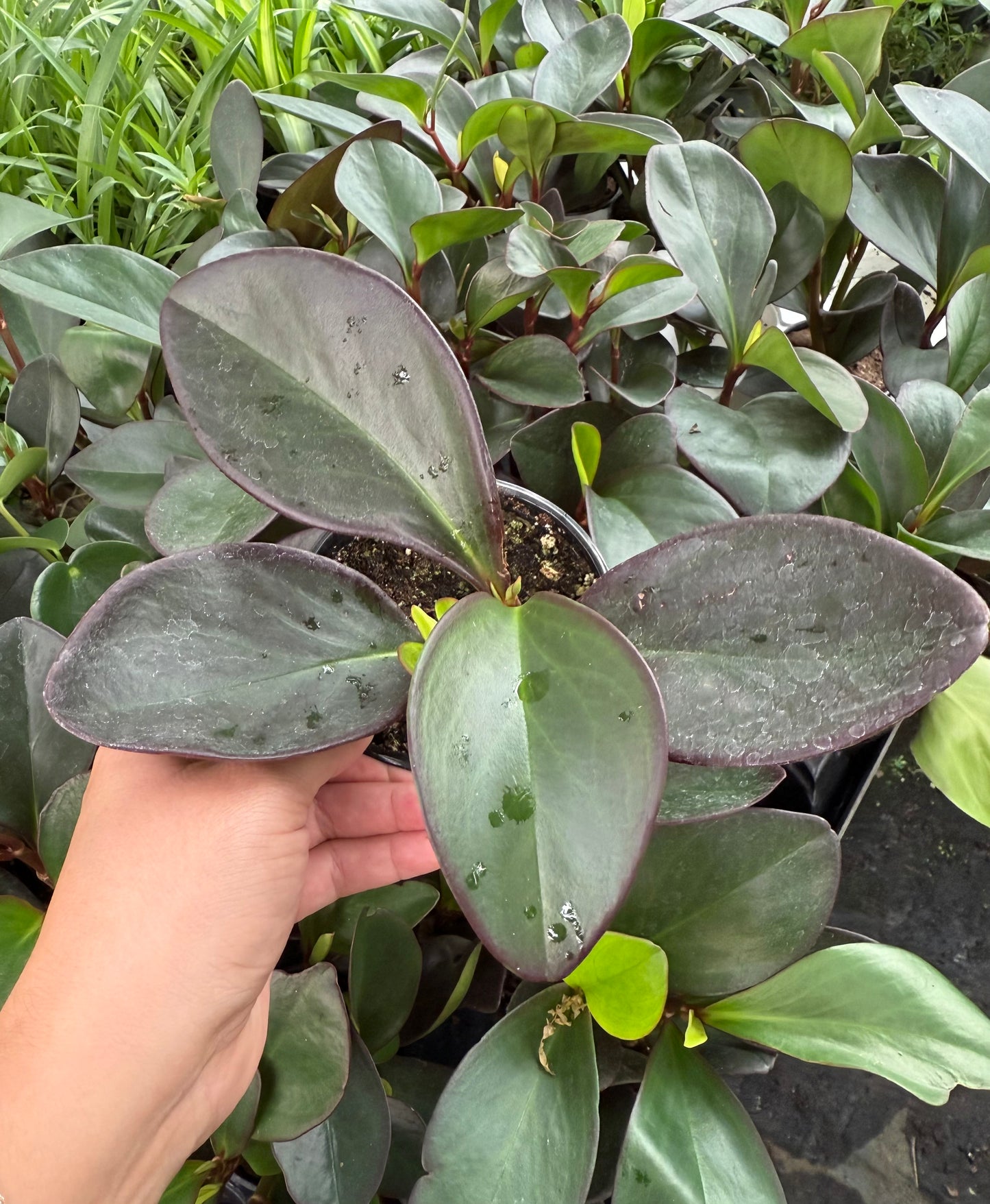 Peperomia Magnoliifolia