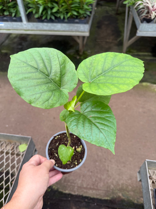 Ficus Umbellata