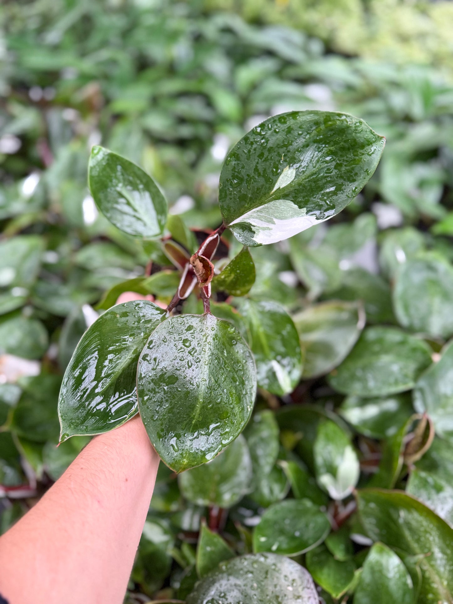 Philodendron ´White Wizard’