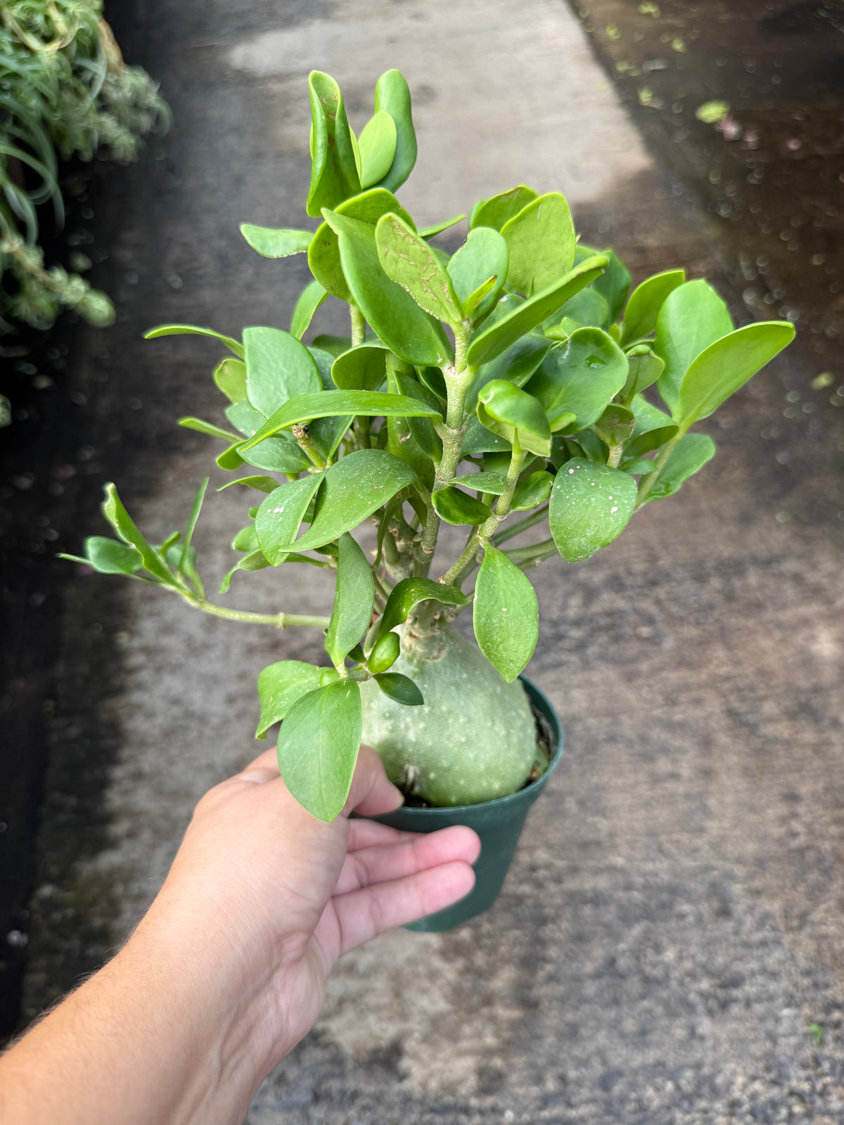 Hydnophytum Ant Plant