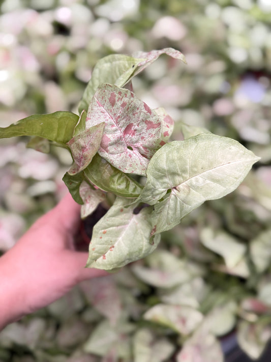 Syngonium ‘Milk Confetti’