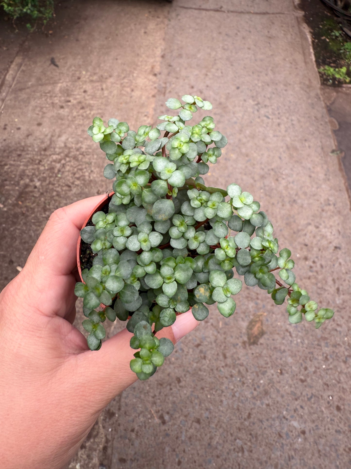 Pilea ‘Aquamarine’