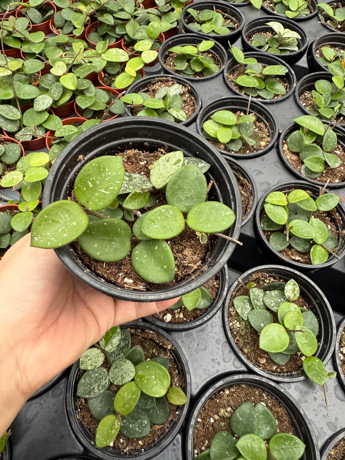 Hoya 'Mathilde Splash'
