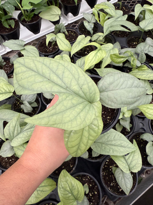 Amydrium medium ‘Silver’