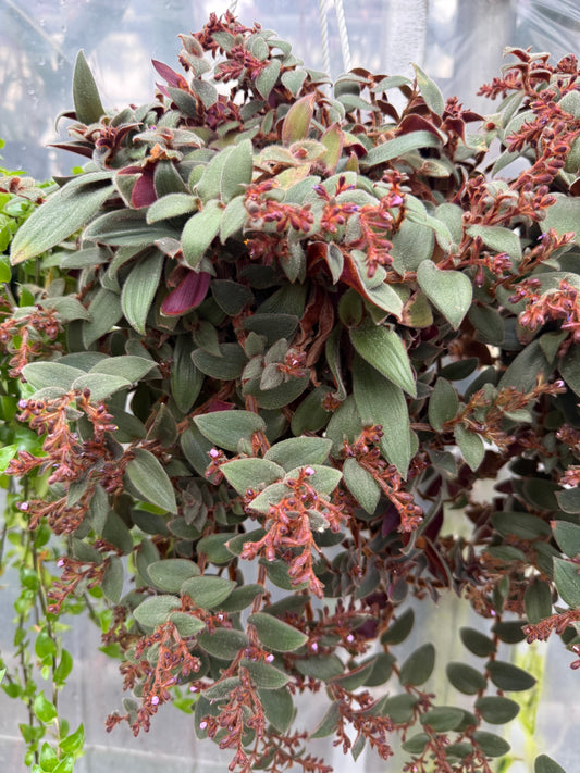 Gynura Aurantiaca ‘Teddy Bear’