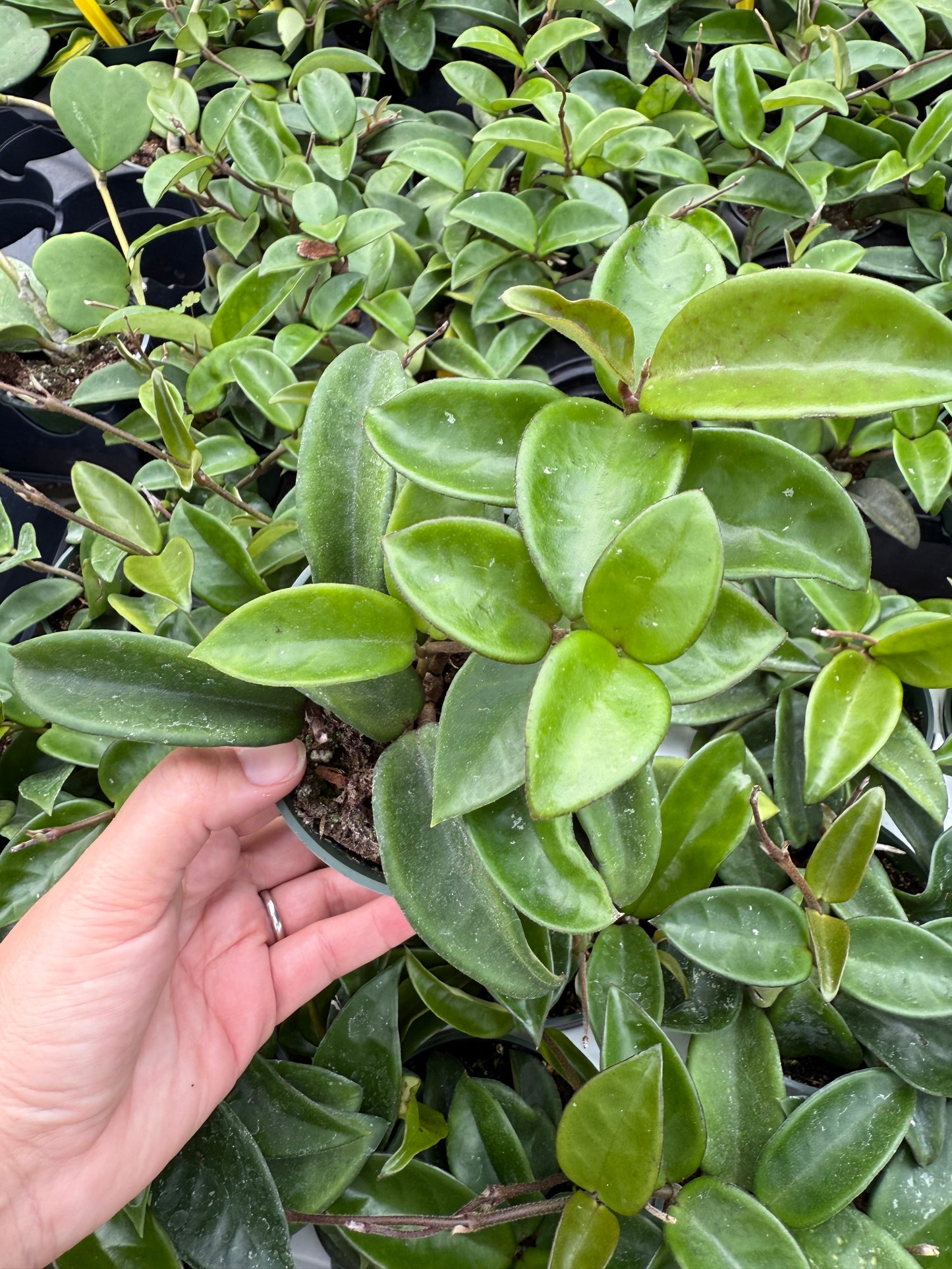 Hoya Carnosa ‘Vert’