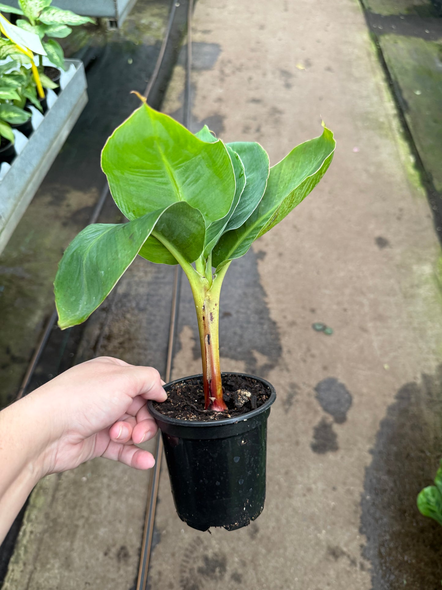 Banana Plant