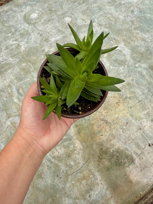 Crassula ´Shark Tooth’