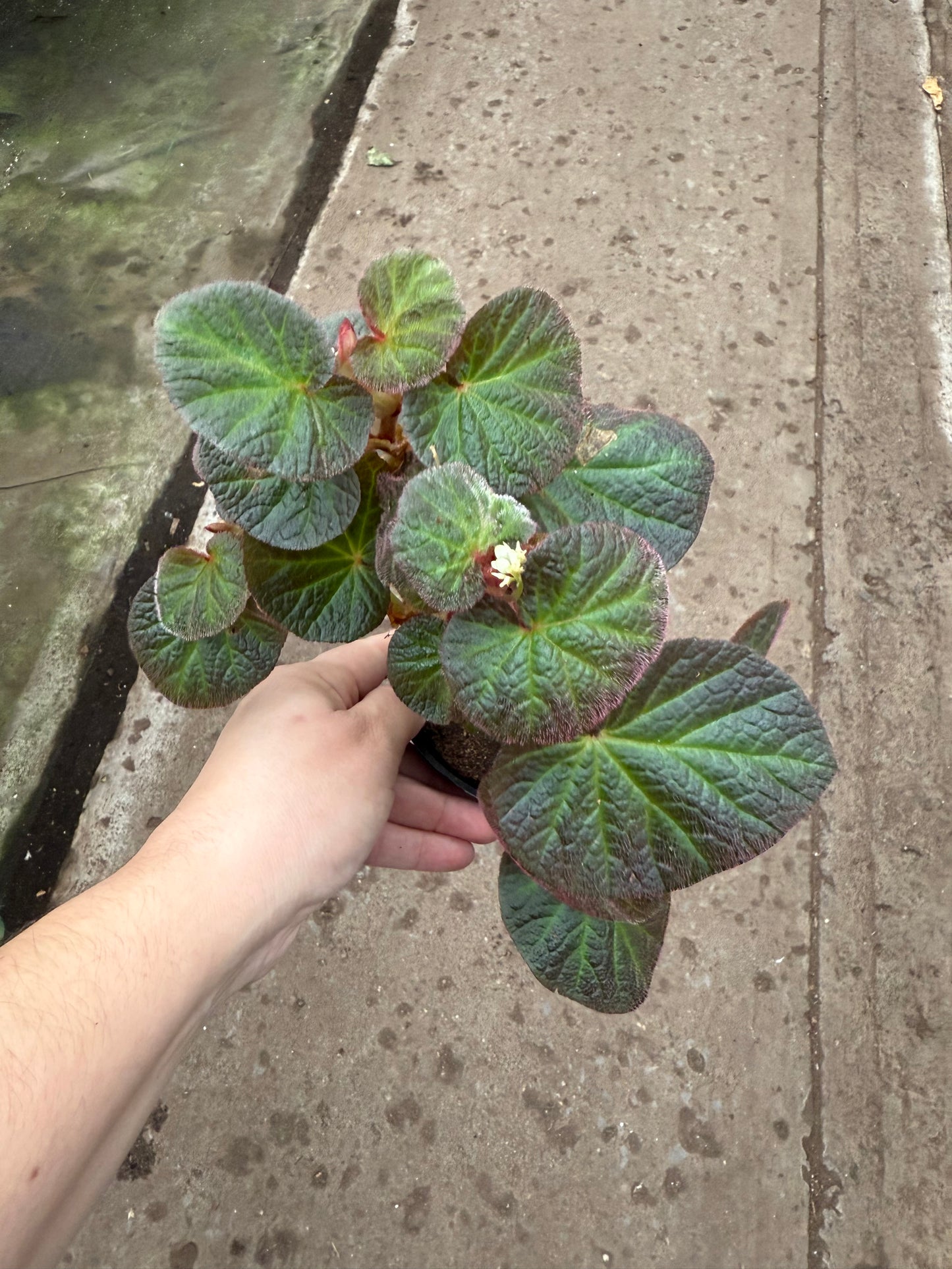 Begonia ‘Manaus’