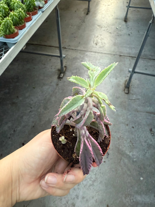 Kalanchoe ‘Pink Butterfly’