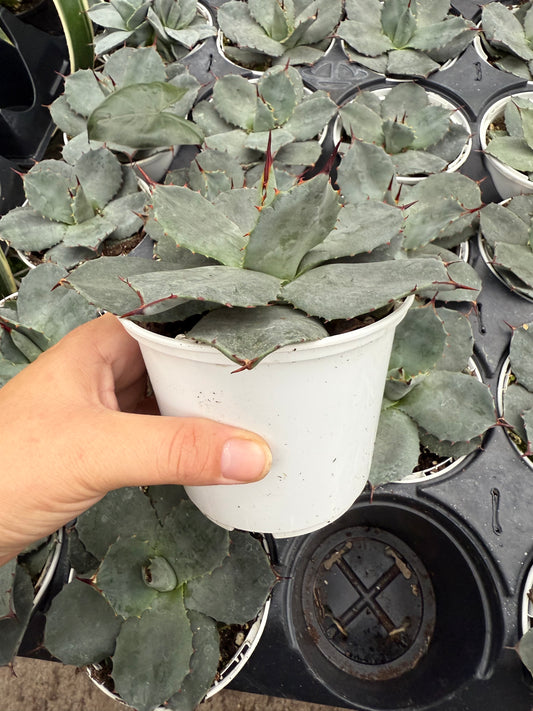 Agave ‘parryi bleu’