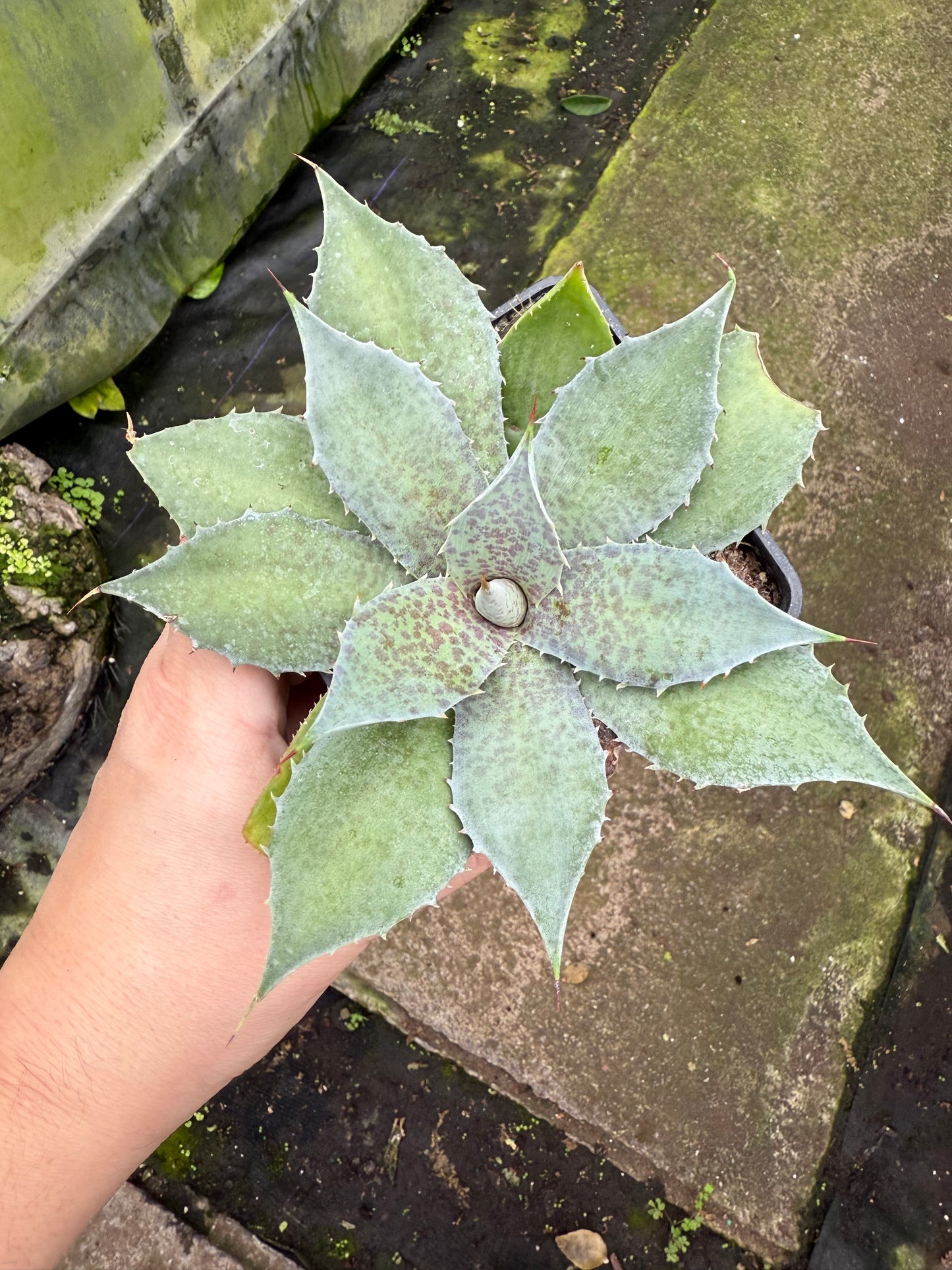 Mangave ‘Sponge Paint’