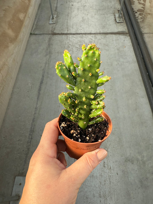 Opuntia Monacantha