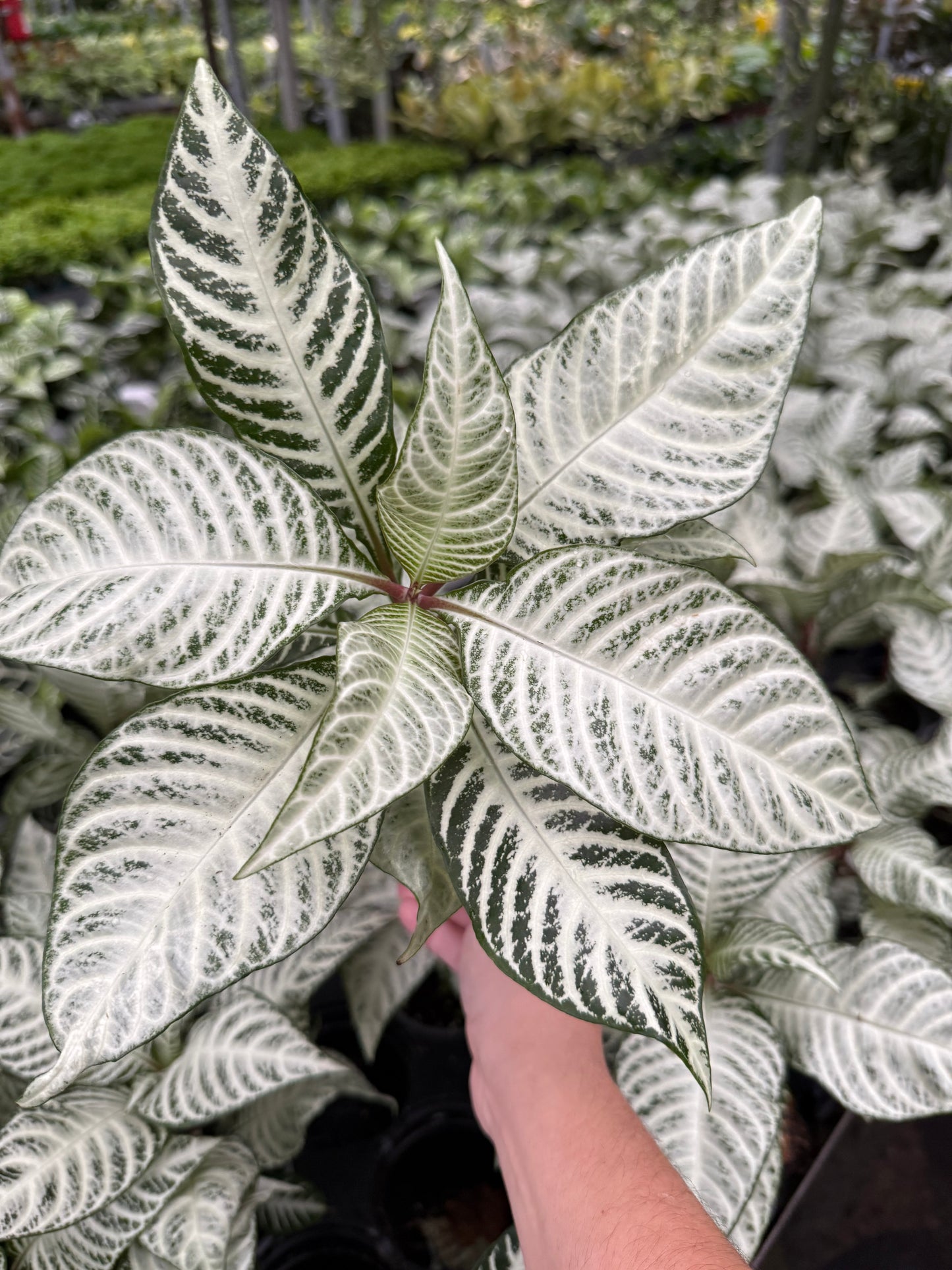 Aphelandra Flocon de neige