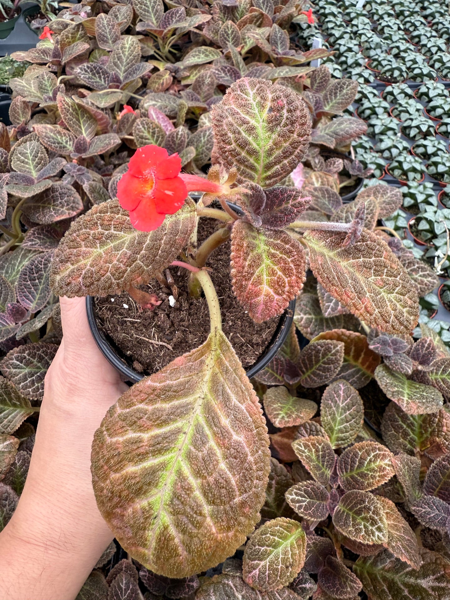 Episcia ‘Copper’
