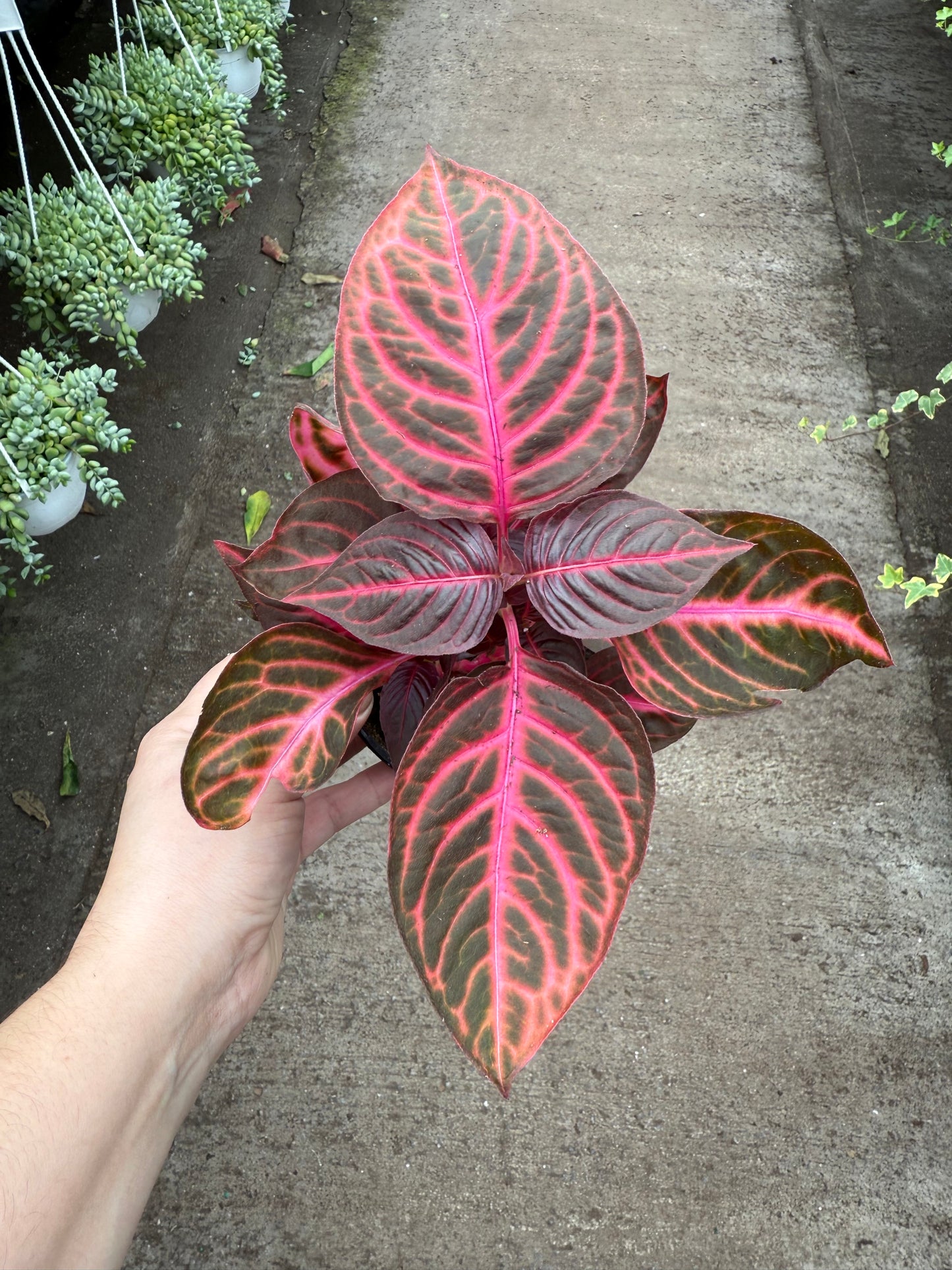 Iresine herbstii- ‘Bloodleaf’