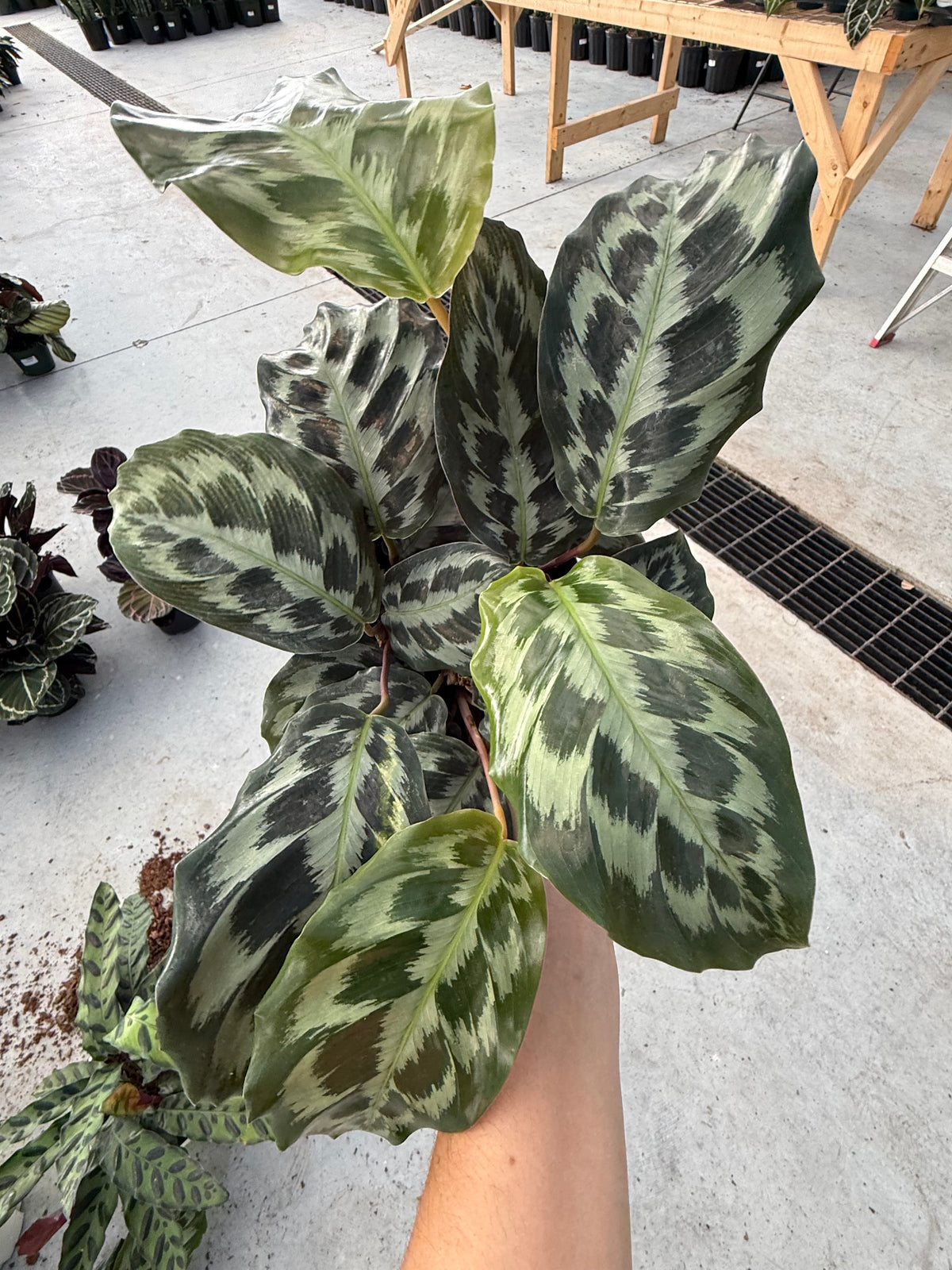 Calathea ‘Helen Kennedy’