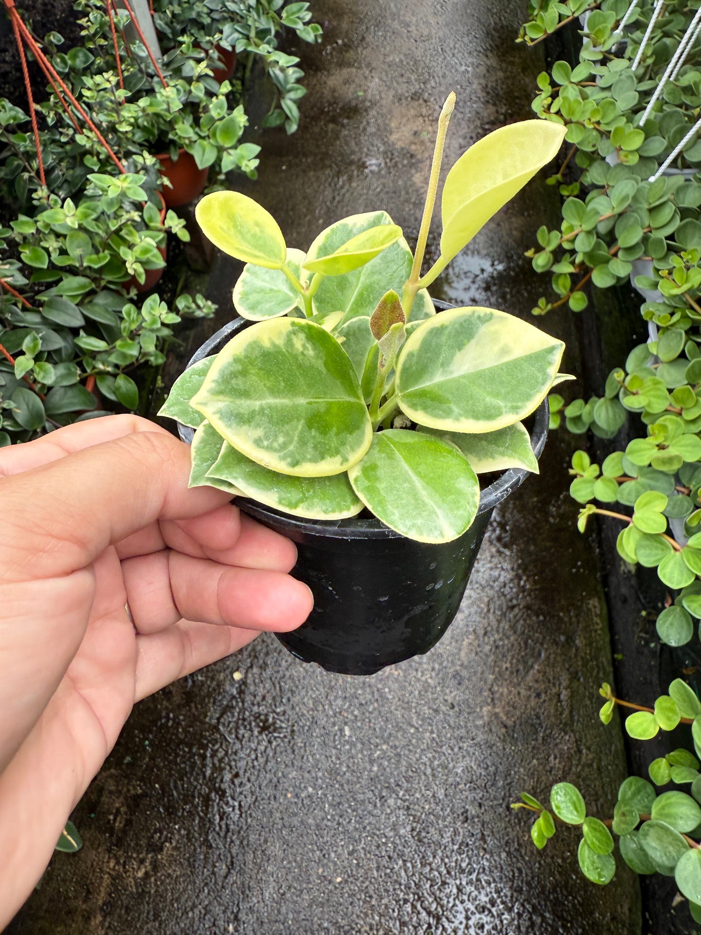 Hoya Australis Variegata