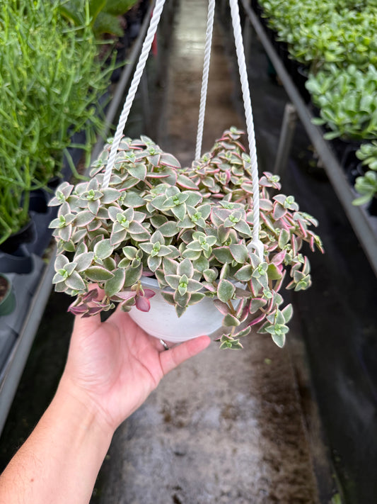 Pellucida ‘Calico Kitren’