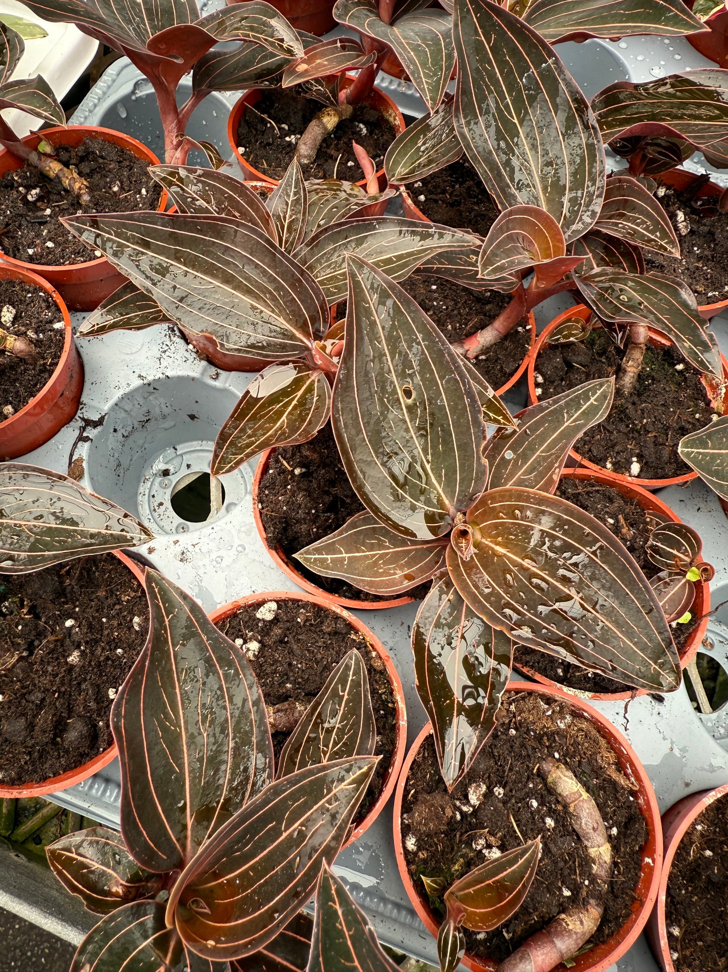 Ludisia Discolor - ‘Jewel Orchid’