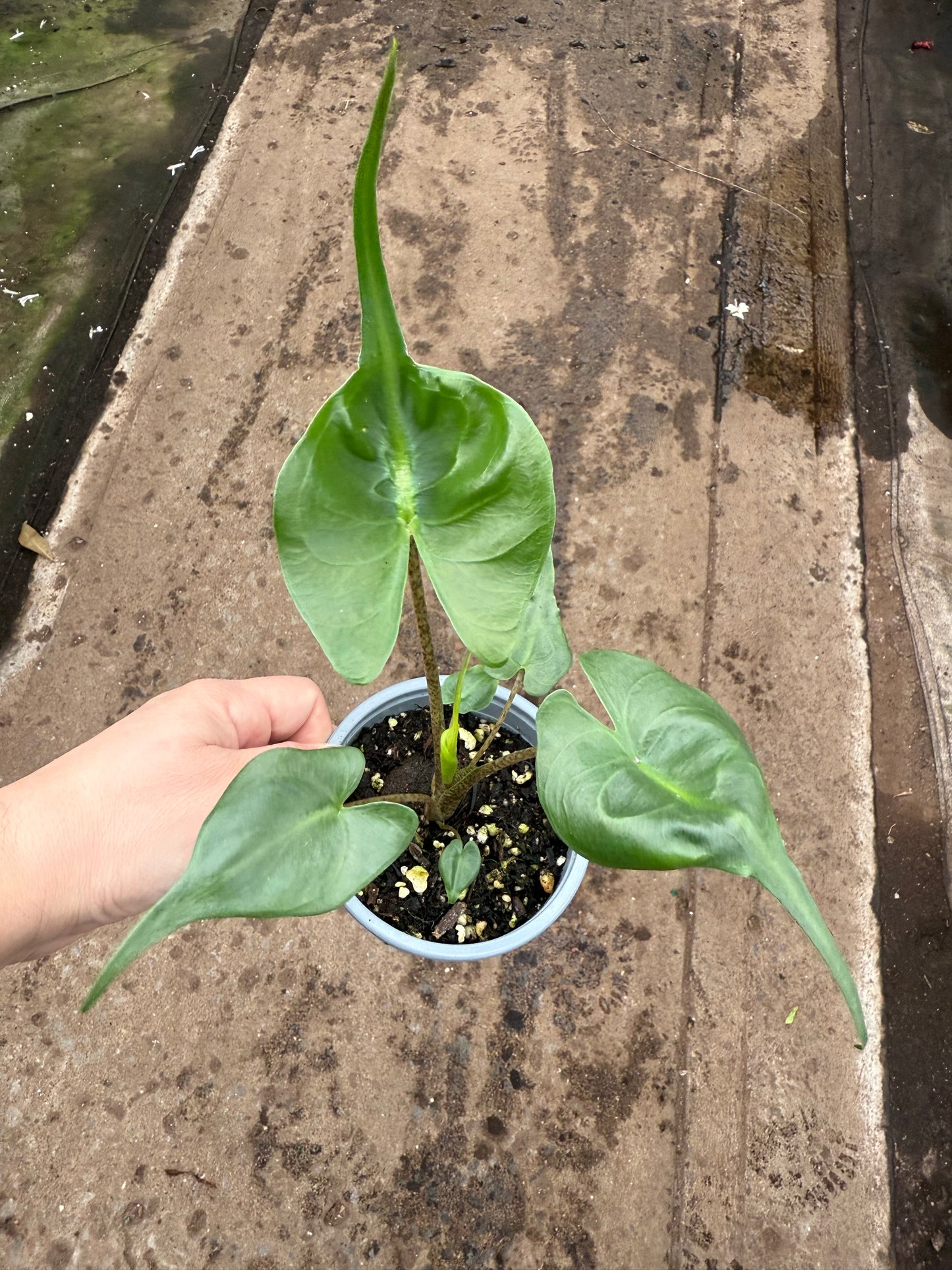 Alocasia 'Sting Ray'