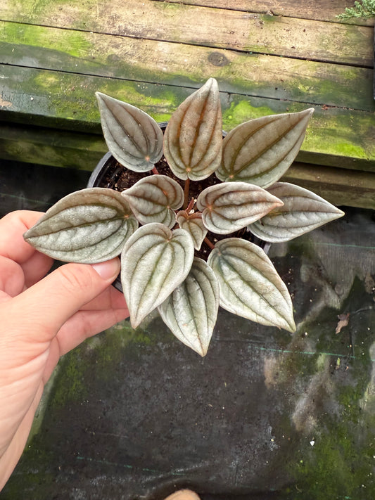 Peperomia caperata ‘Mendoza’