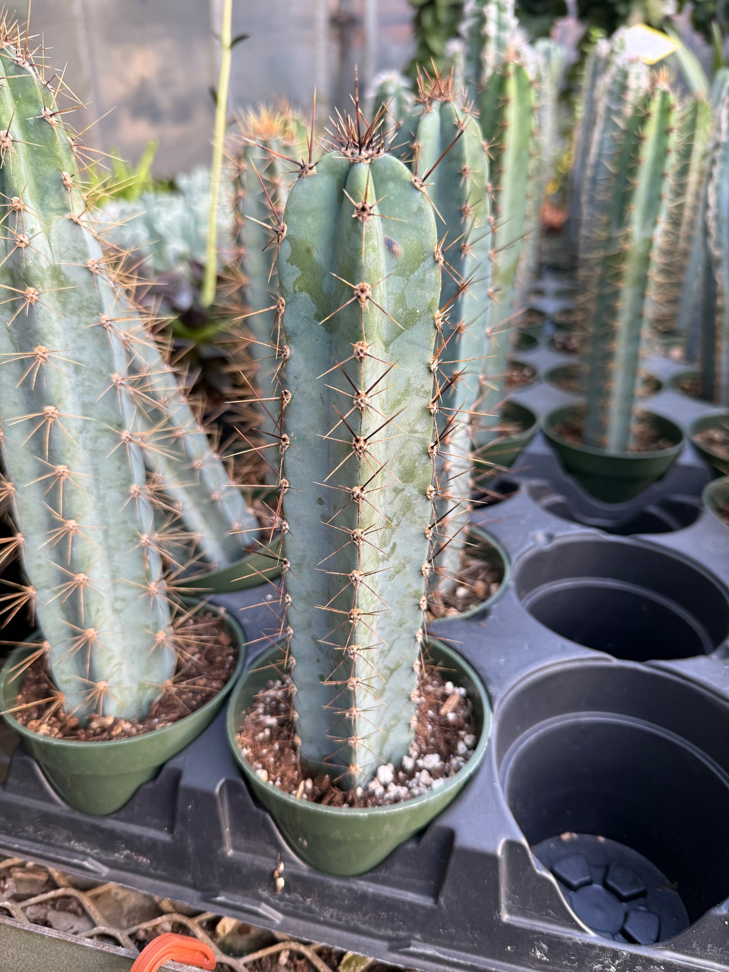 Cereus