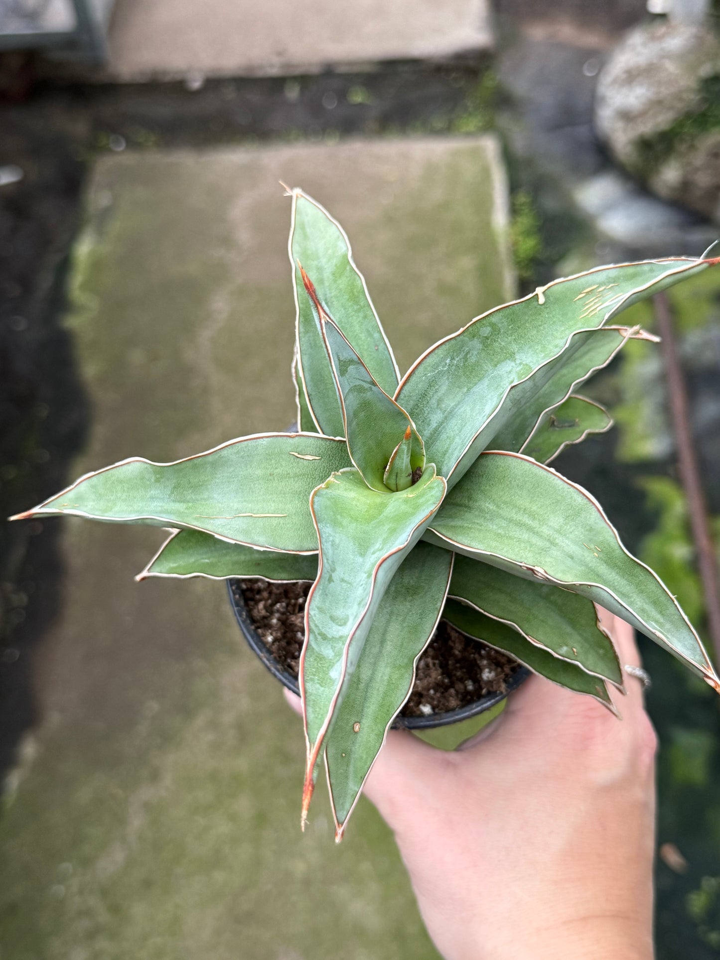 Sansevieria ‘Pinguicula’