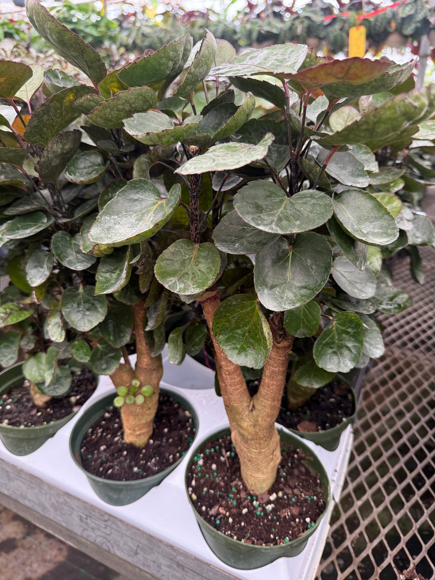 Aralia ‘Fabian’ Stump