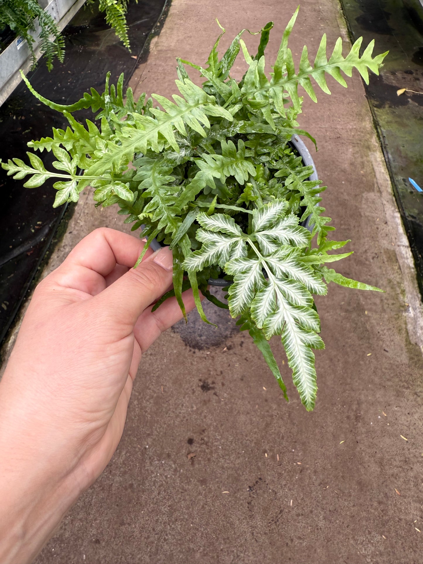 Dragon tail Fern