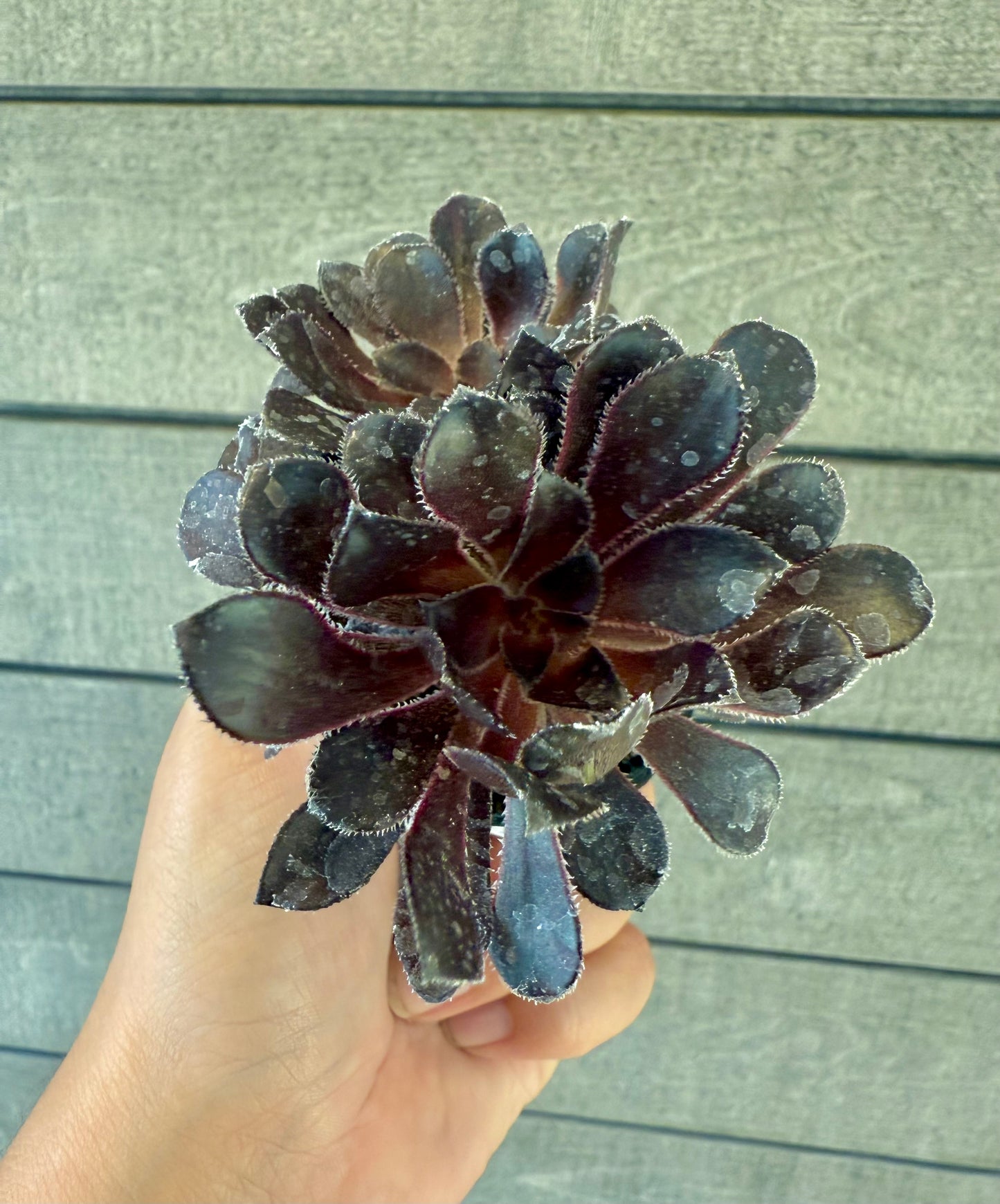 Aeonium Zwarktop