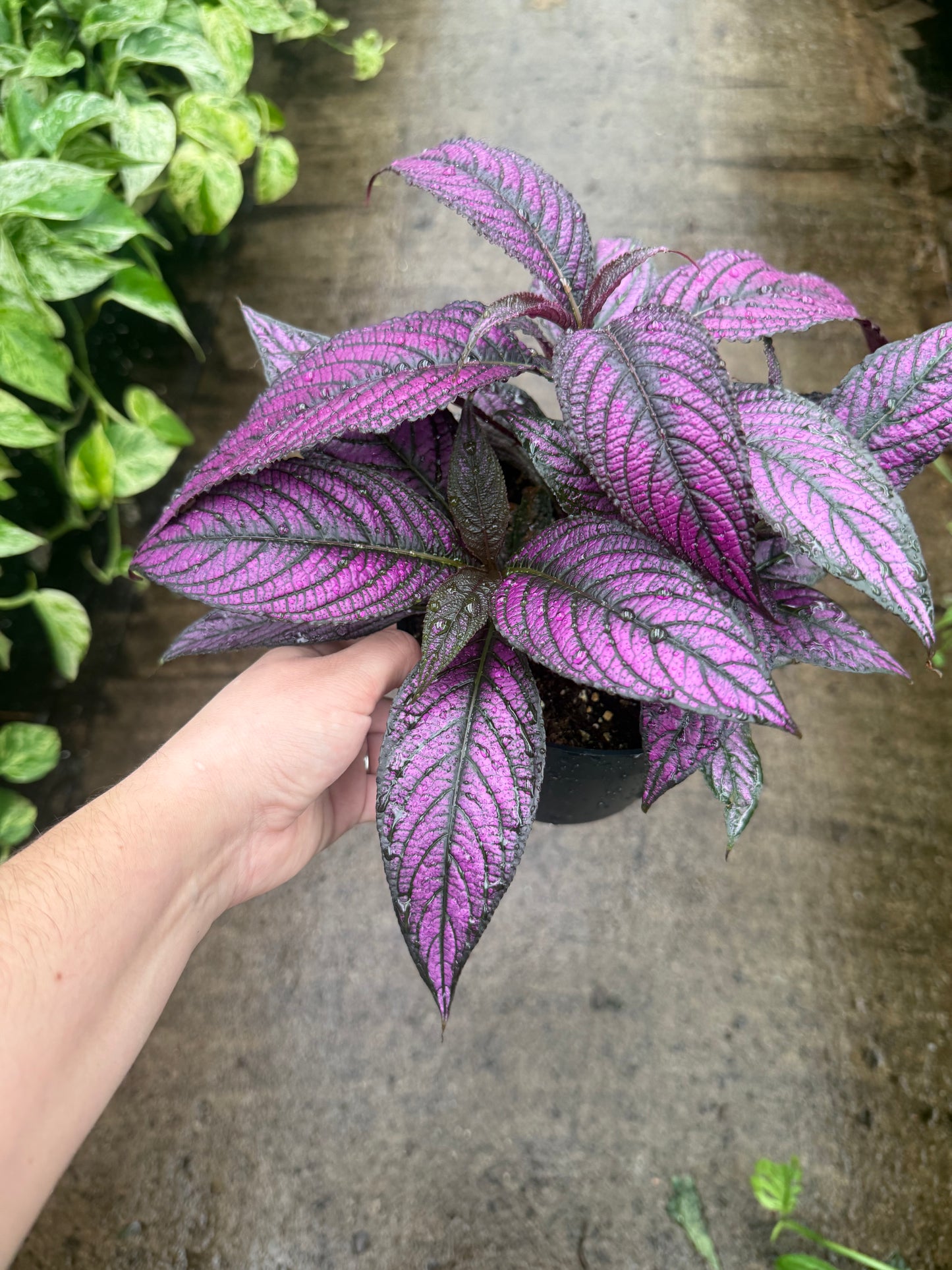 Persian Shield