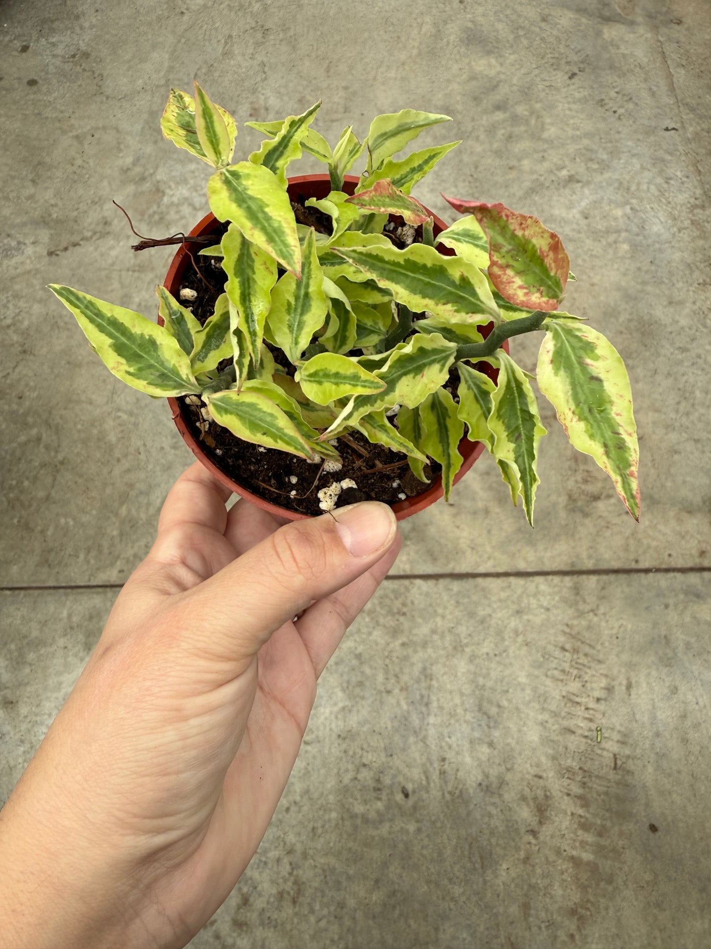Pedilanthus Tithymaloides ‘Devils Backbone’