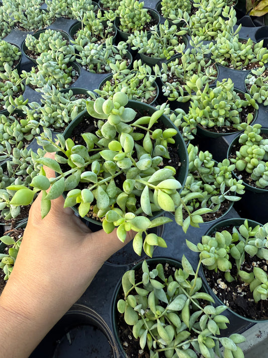 Cotyledon pendens"Cliff cotyledon"