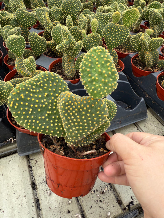 Opuntia microdasys