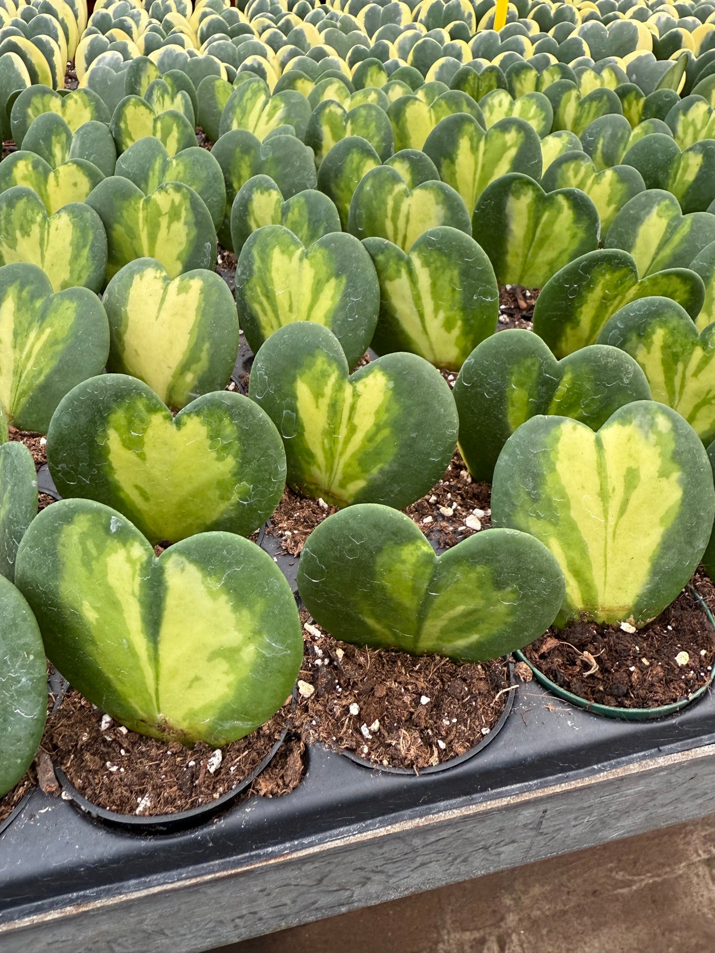 Hoya Kerrii 'Flamme du Cœur'