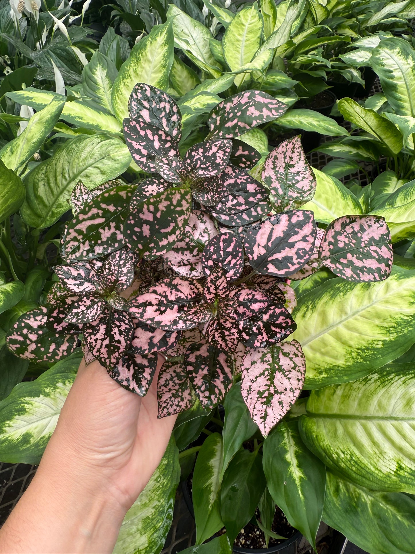 Hypoestes