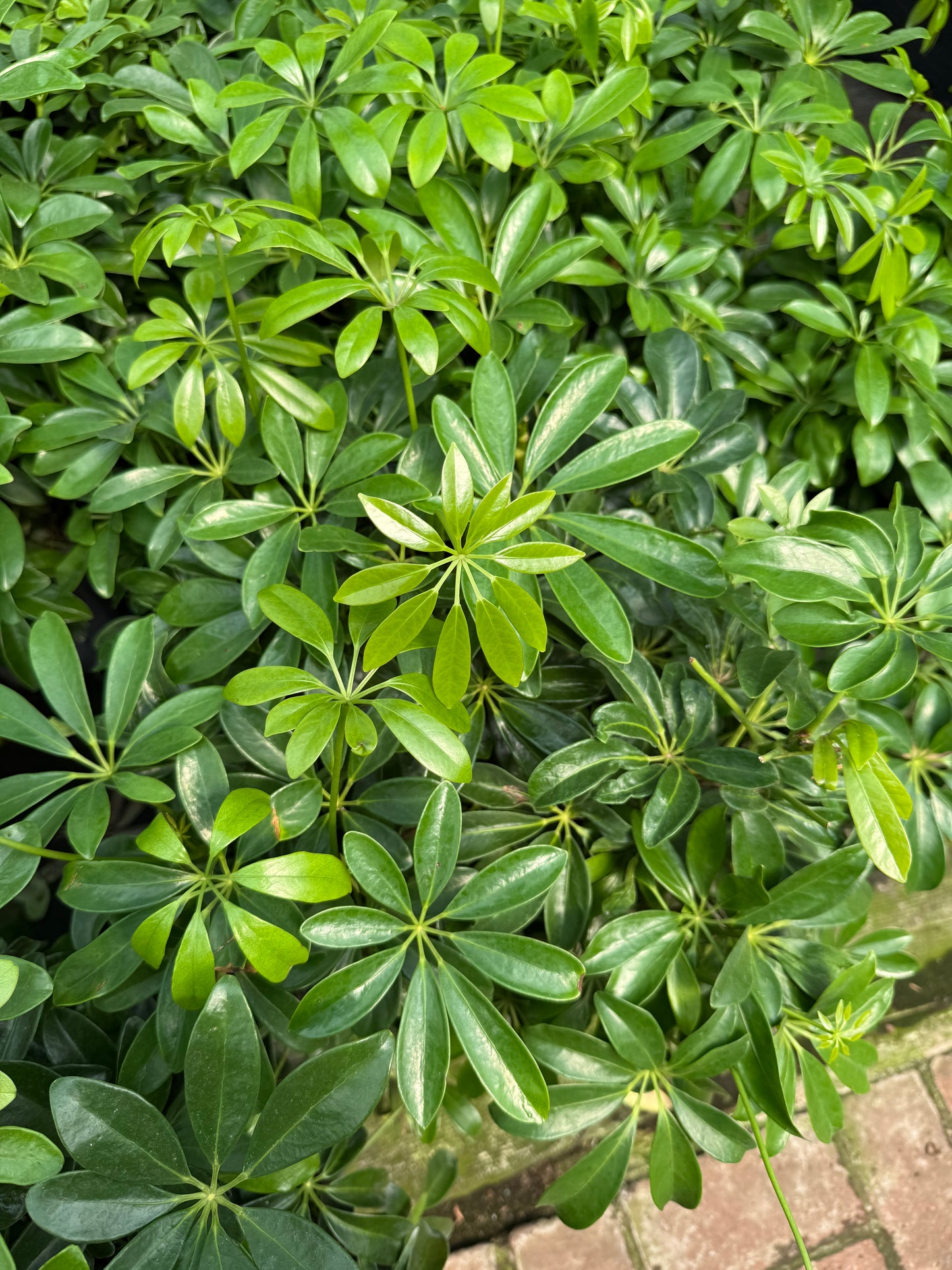 Schefflera Arboricola
