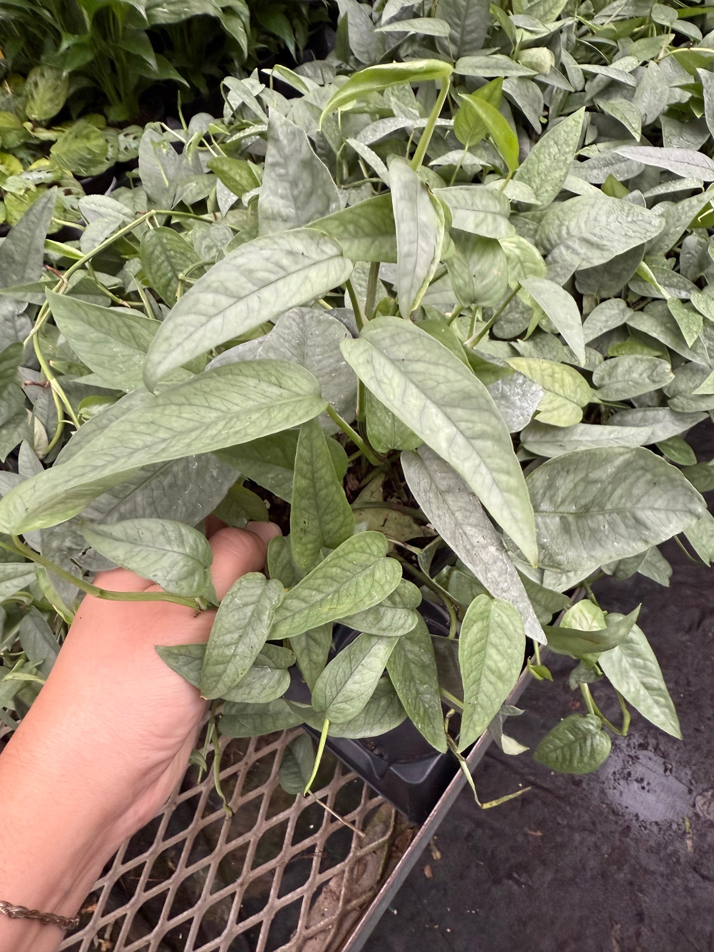 Epipremnum ‘Cebu Blue’