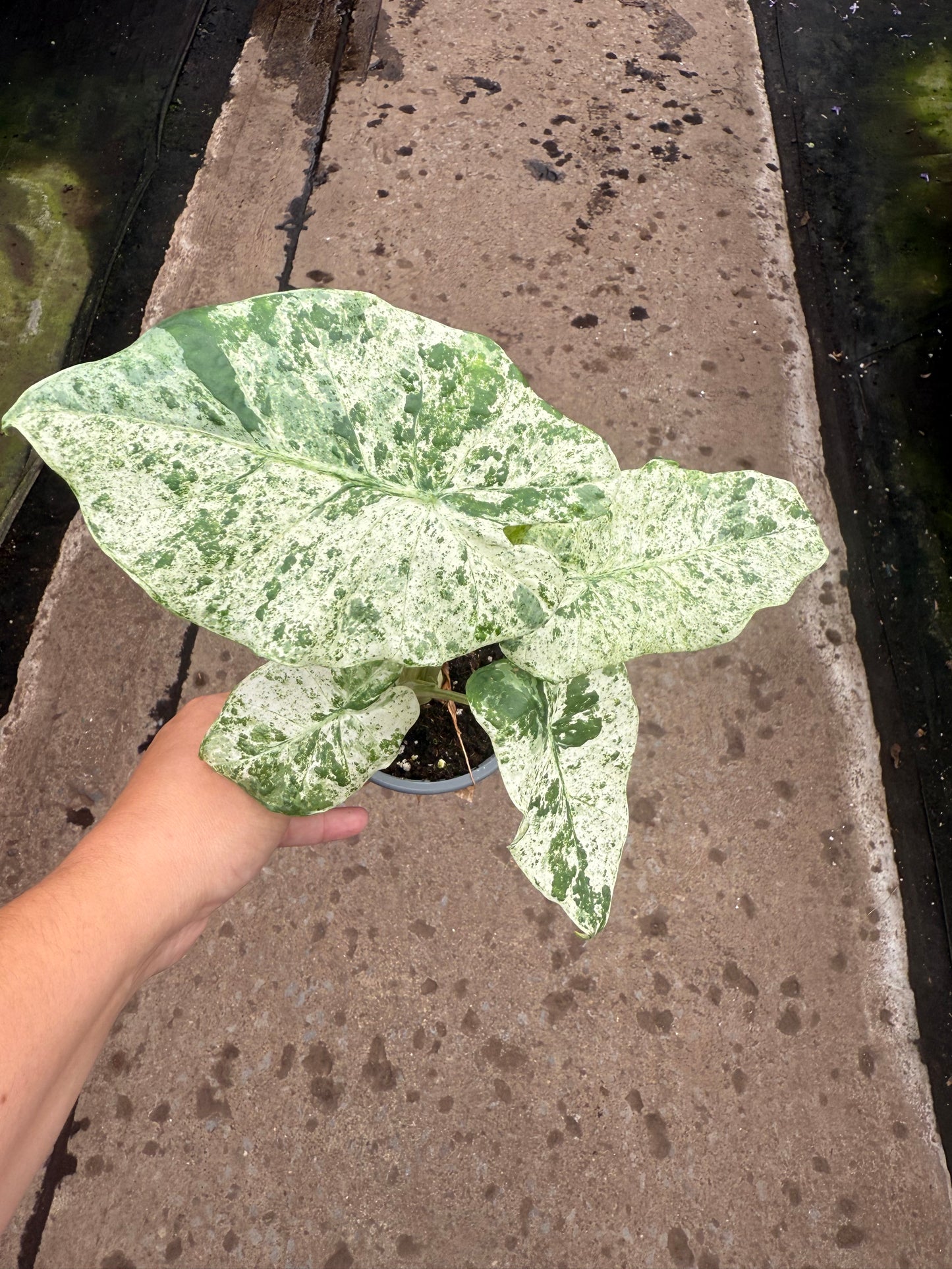 Alocasia macrorrhiza ‘Camouflage’