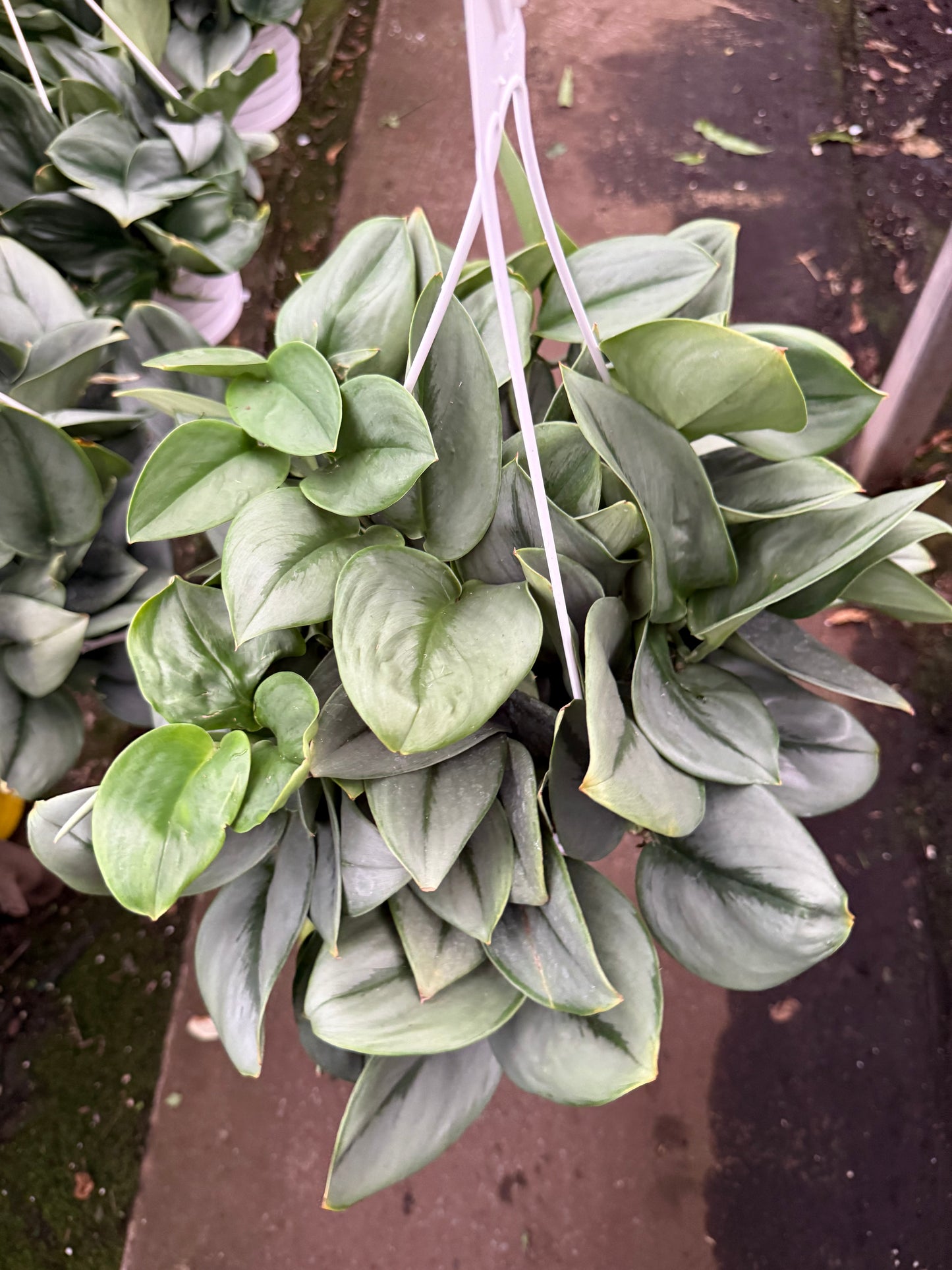 Scindapsus treubii ‘Moonlight’